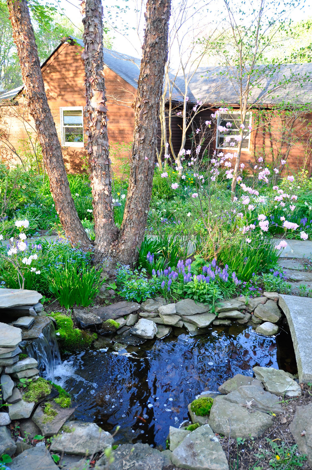 Pictures Of Backyard Ponds
 Water Gardens Ponds & Waterfalls