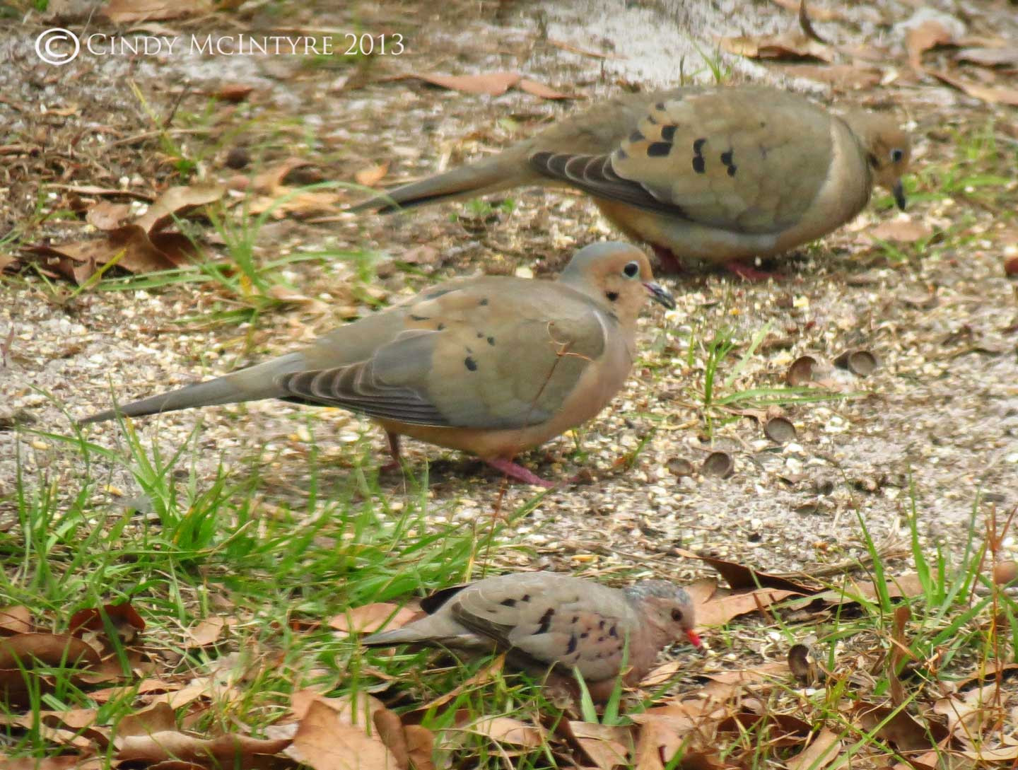 Pictures Of Common Backyard Birds
 Great Backyard Bird Count – Feb 15 18