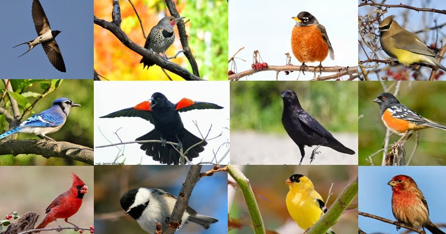 Pictures Of Common Backyard Birds
 Quiz Can You Name These 20 mon North American Backyard