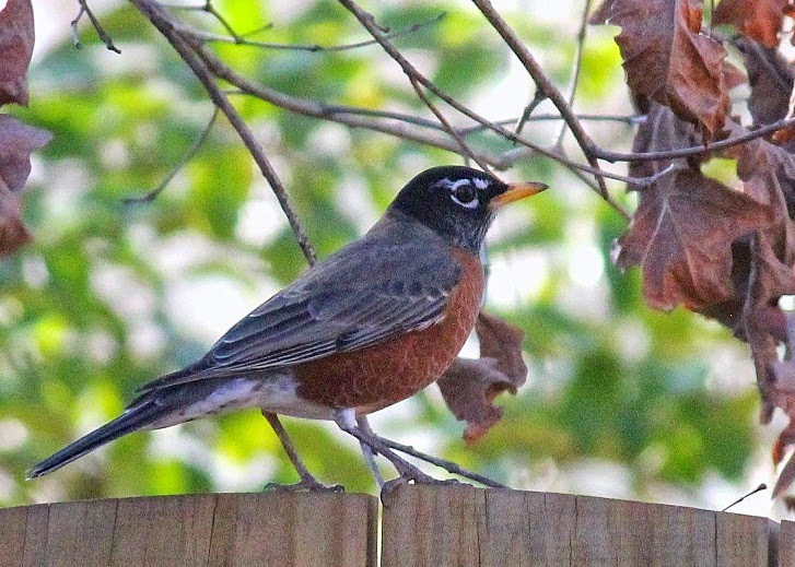Pictures Of Common Backyard Birds
 Red House Garden mon Backyard Birds of the Eastern US