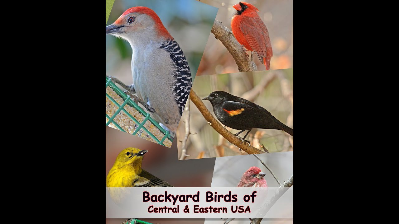 Pictures Of Common Backyard Birds
 Identify Your mon Backyard Birds