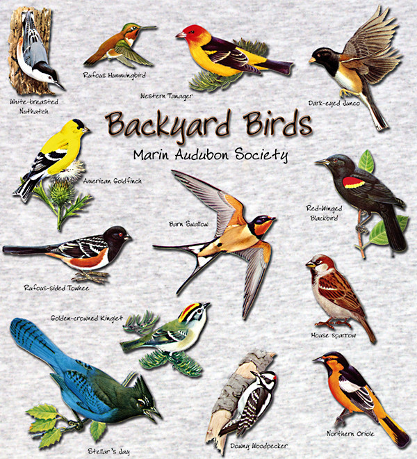 Pictures Of Common Backyard Birds
 Birds in the Backyard – Ornithology