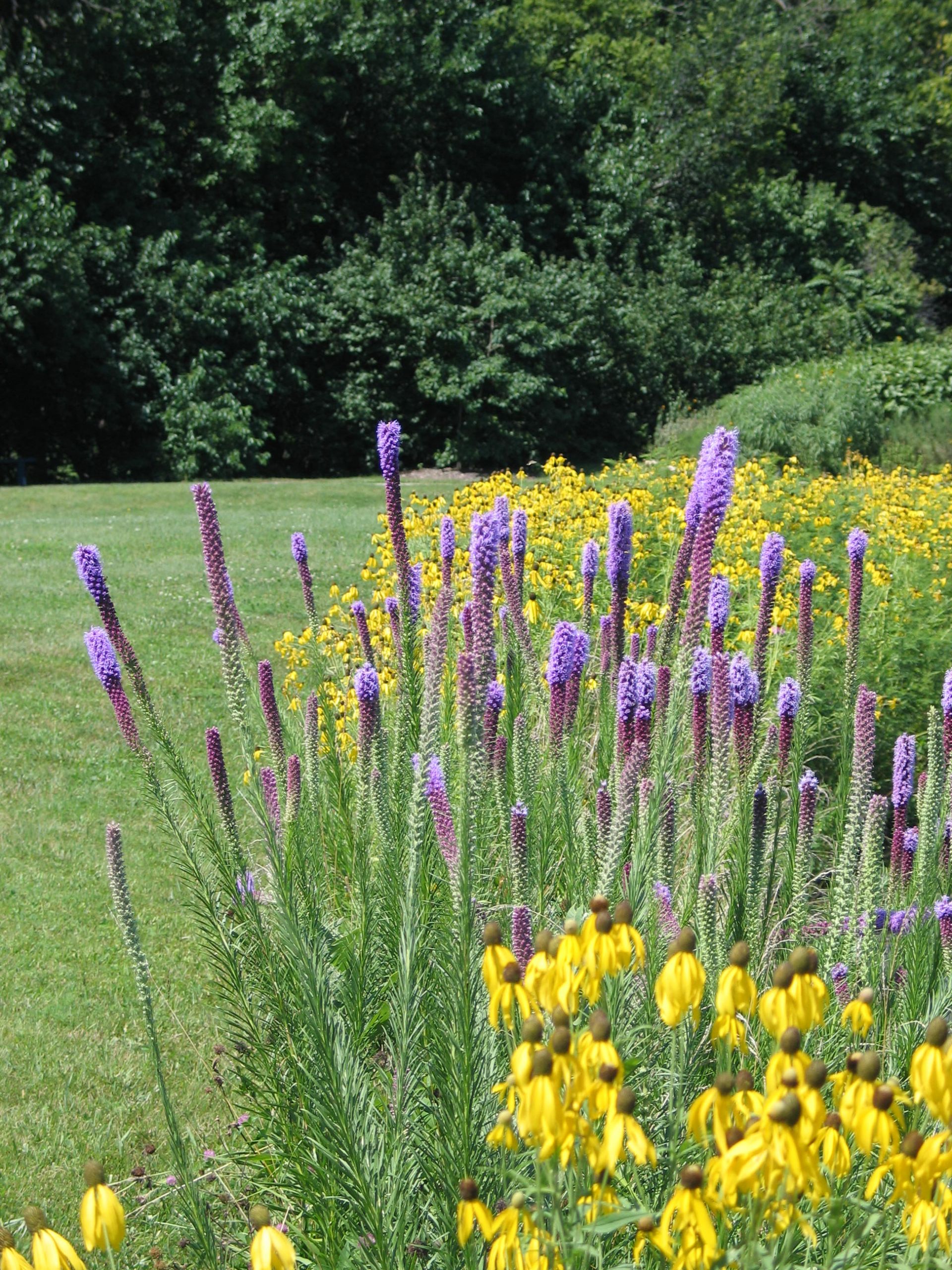 Plants Outdoor Landscape
 How to Design a Native Plant Garden Dyck Arboretum