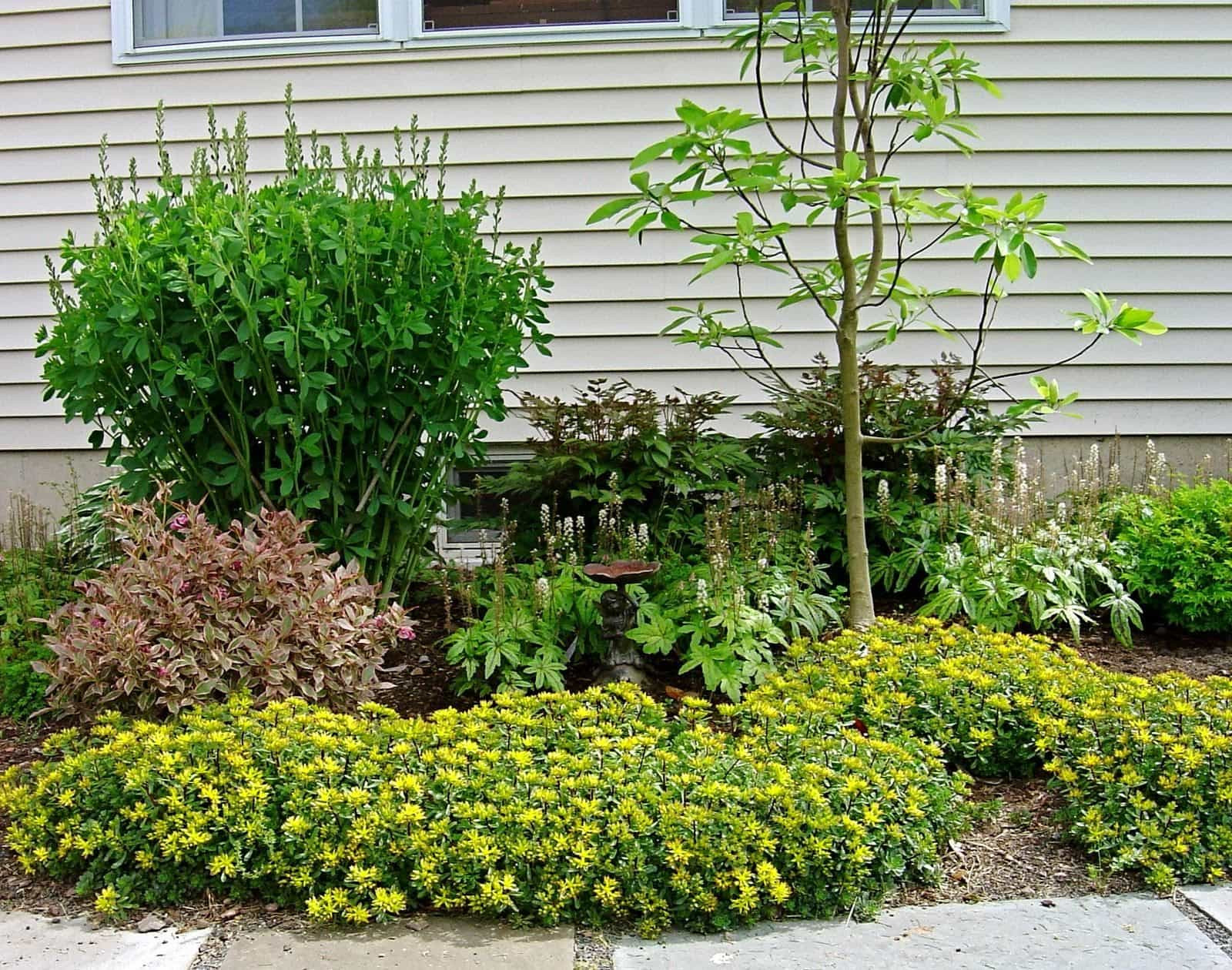 Plants Outdoor Landscape
 Low Maintenance Golden Sedum Plants For Your Garden
