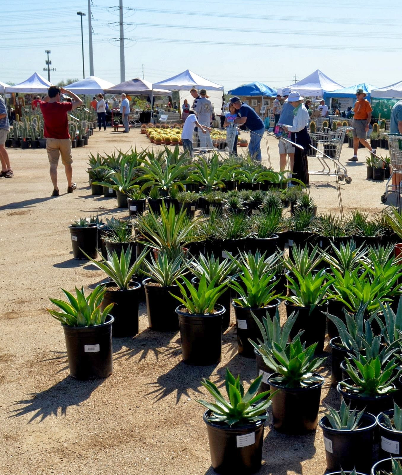 Plants Outdoor Landscape
 Plant Shopping New Varieties and Tough Decisions