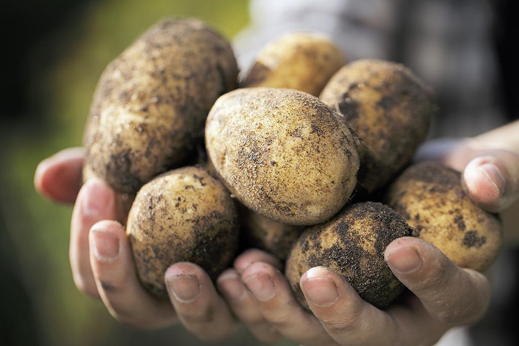 Potato Fruit Or Vegetable
 Is Potato a Fruit or Ve able – Pitara Kids Network