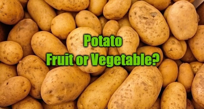 Potato Fruit Or Vegetable
 Is a Potato a Fruit or Ve able Find Your Answer Here