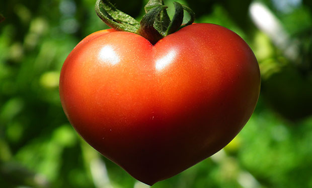Potato Fruit Or Vegetable
 Are Tomatoes A Fruit A Ve able