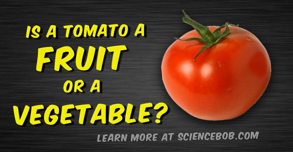 Potato Fruit Or Vegetable
 Is a tomato a fruit or a ve able ScienceBob