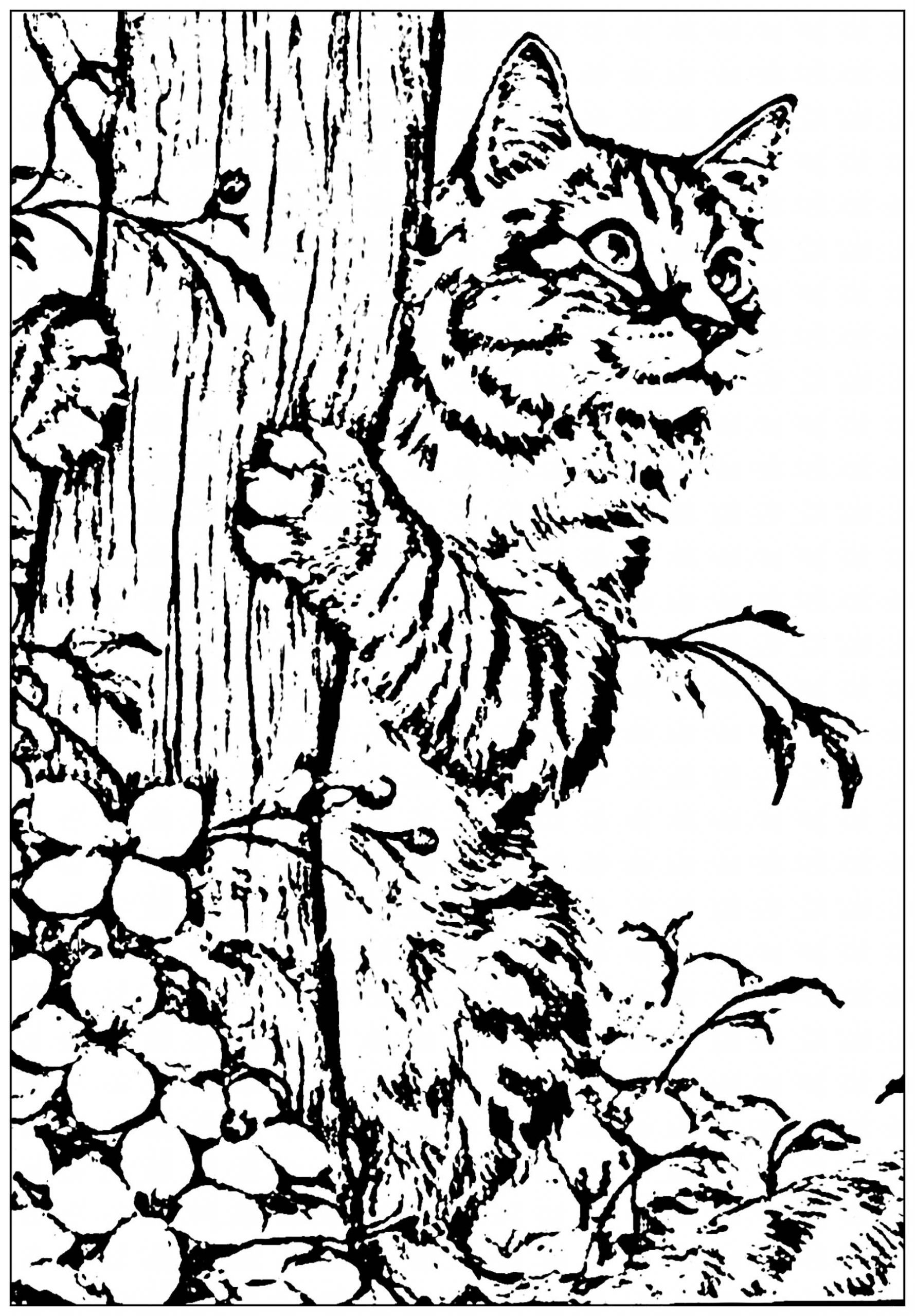 Printable Cat Coloring Pages For Kids
 Cat to print created from a picture Cats Kids Coloring Pages