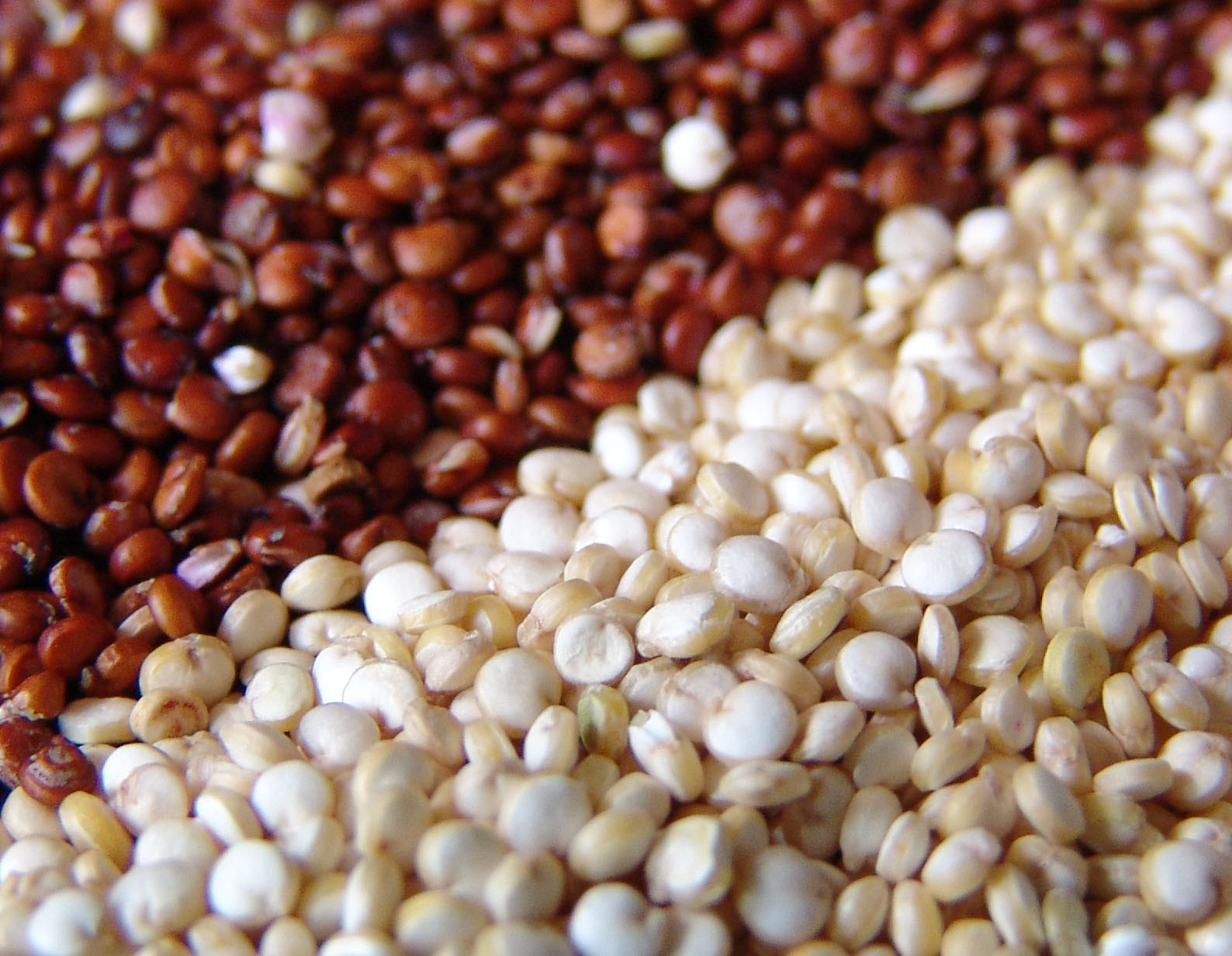 Quinoa A Grain
 Holistic Healing