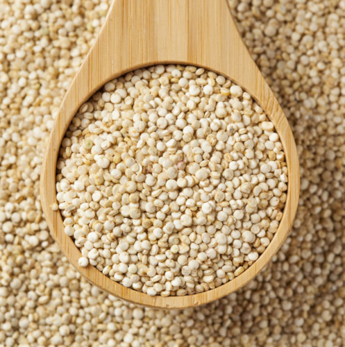 Quinoa A Grain
 Organic Quinoa Seeds Karbanik Quinoa Kinova Seeds Kinwa