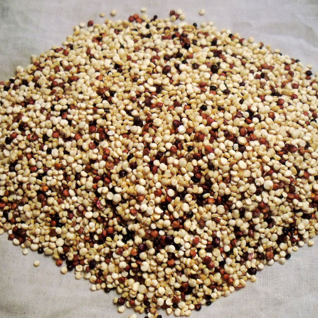 Quinoa A Grain
 Mix Quinoa Grains – Number8 General Trading LLC