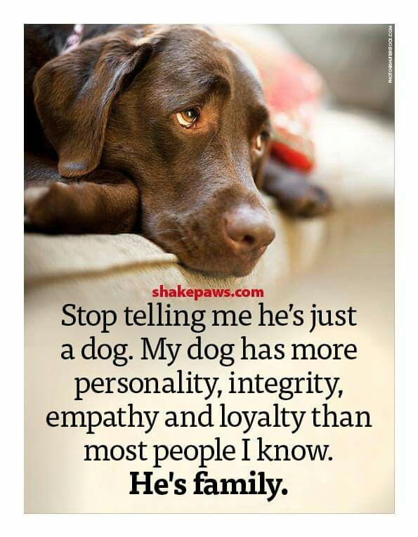 Quotes About Dogs And Kids
 515 best For the love of Animals images on Pinterest