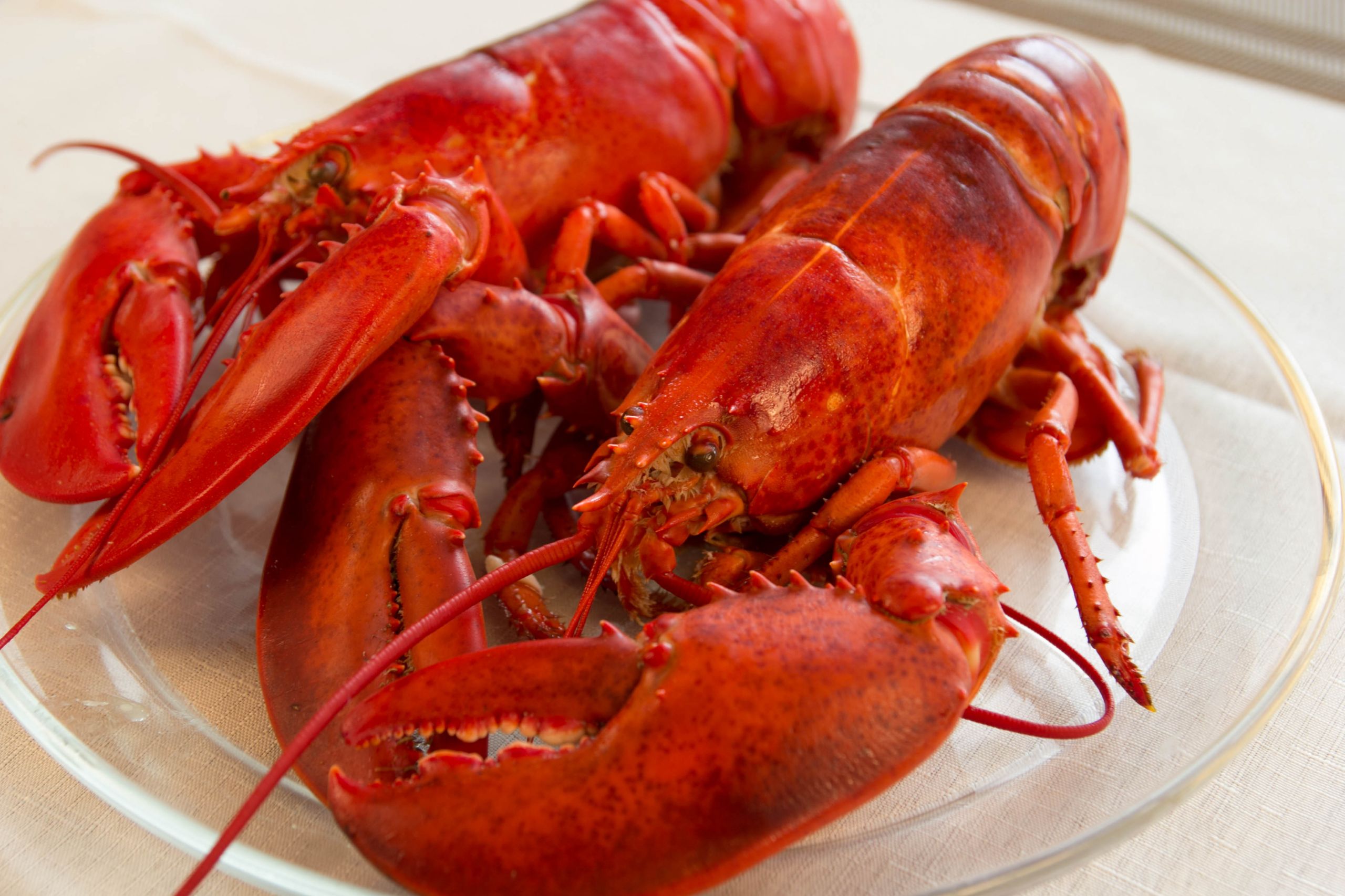 Seafood Side Dishes
 The Perfect Side Dishes for Fresh Maine Lobster