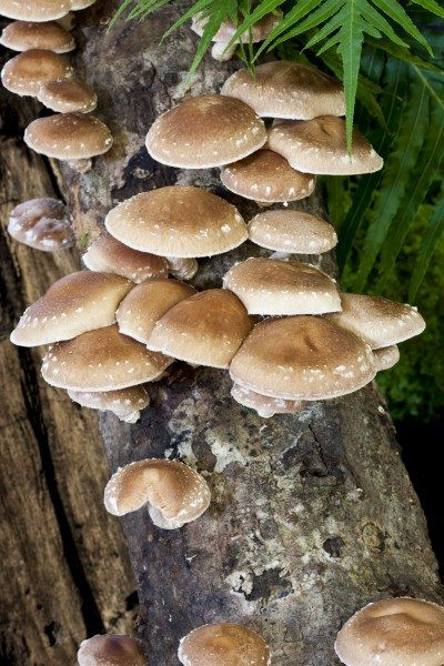 Shiitake Mushrooms Log
 Can You Grow Shiitake Mushrooms Indoors – Tips Growing