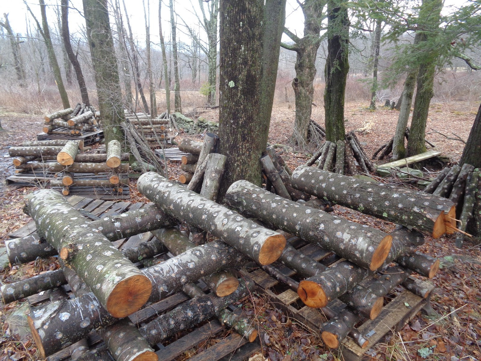 Shiitake Mushrooms Log
 Easiest Guide to Shiitake Logs