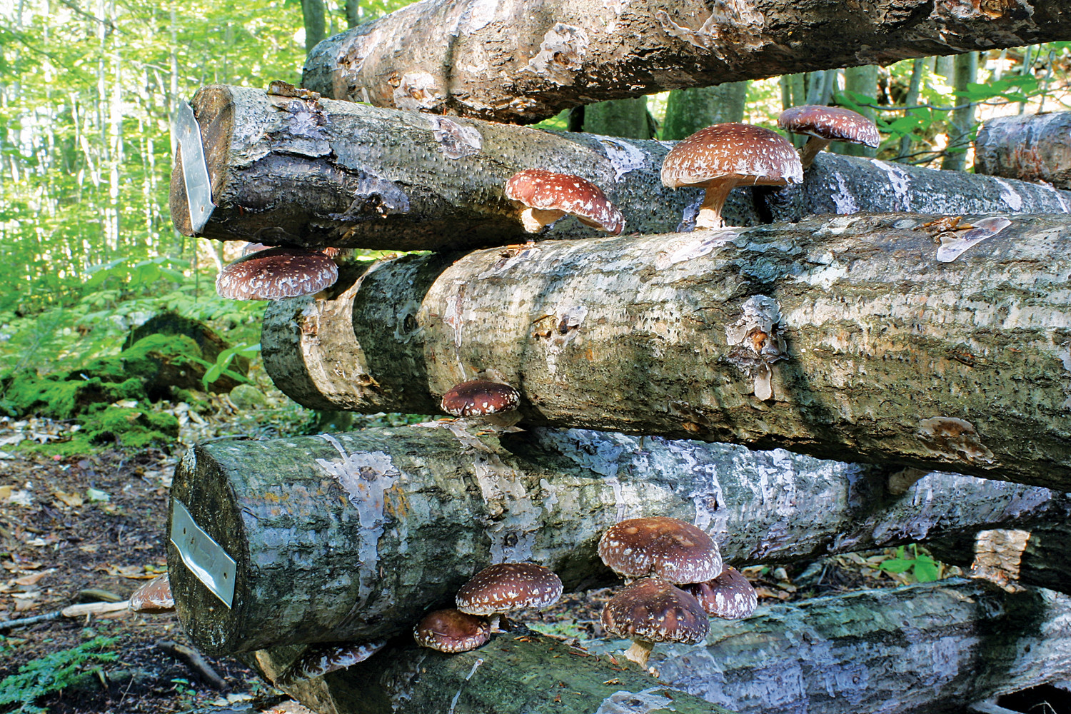 Shiitake Mushrooms Log
 Growing Shiitake Mushrooms on a Log Countryside