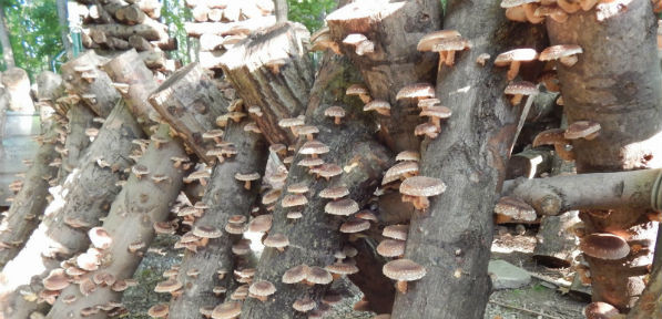 Shiitake Mushrooms Log
 Grow Your Own Shiitake Mushrooms Pendle Hill A Quaker