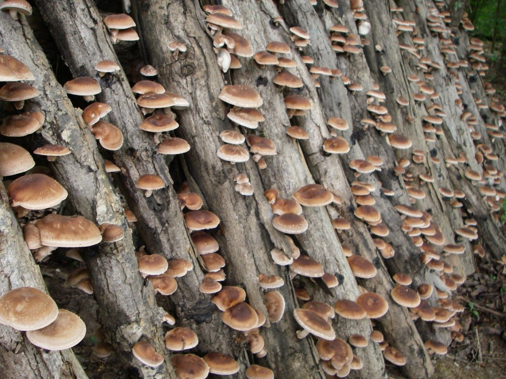 Shiitake Mushrooms Log
 Growing Your Own Shiitake Mushrooms – Freedom For