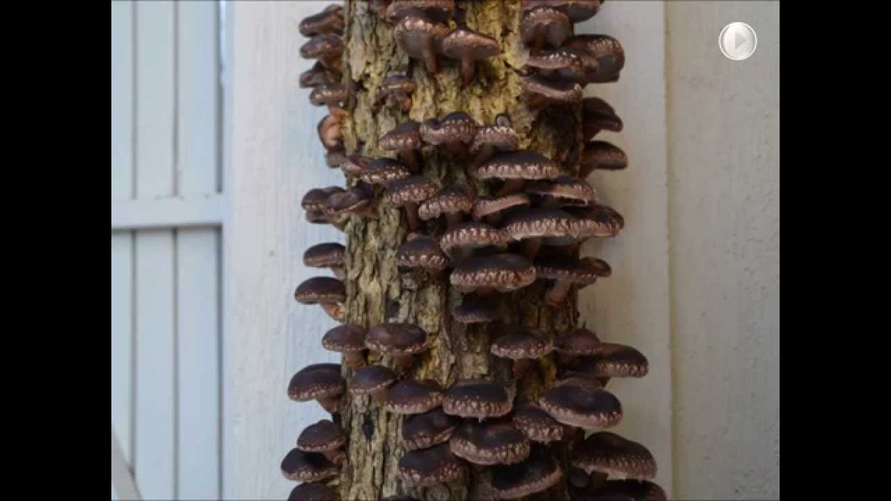 Shiitake Mushrooms Log
 Log Grown Shiitake Mushrooms in time lapse