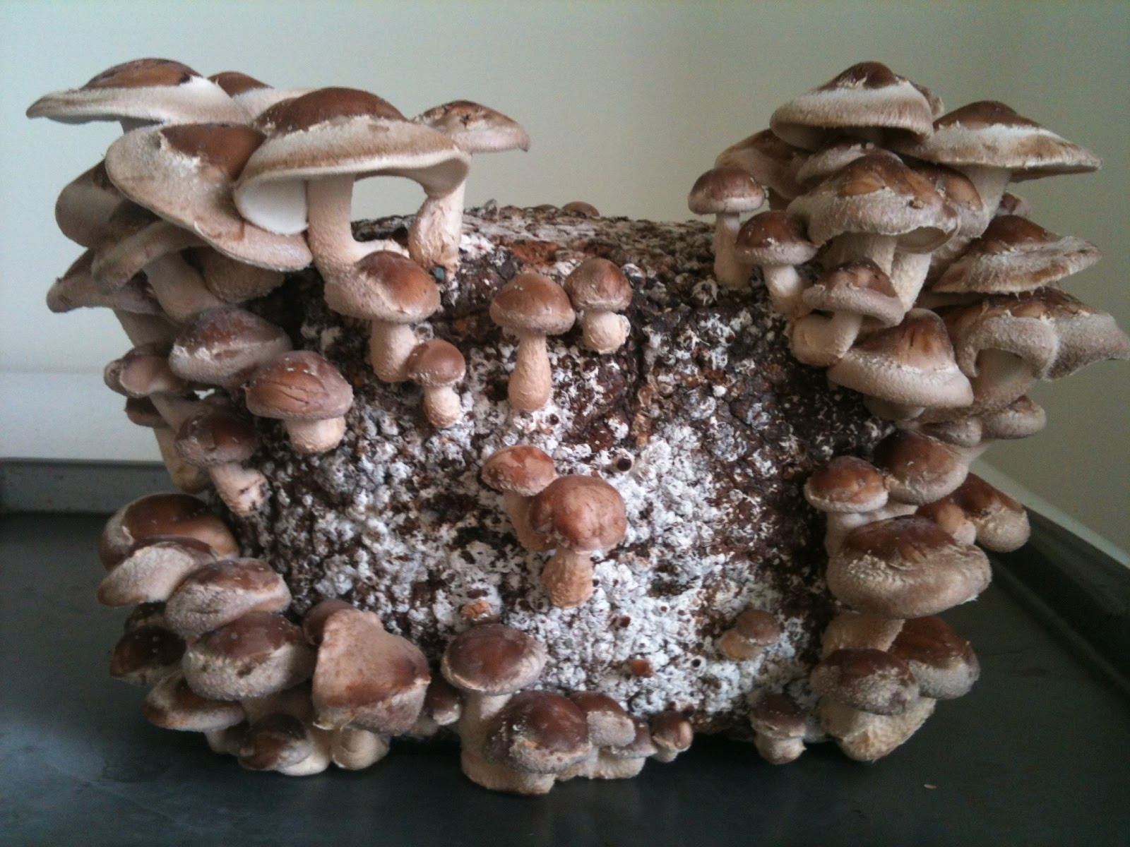 Shiitake Mushrooms Log
 Vegan Food for Life Home Grown Shiitake Mushrooms