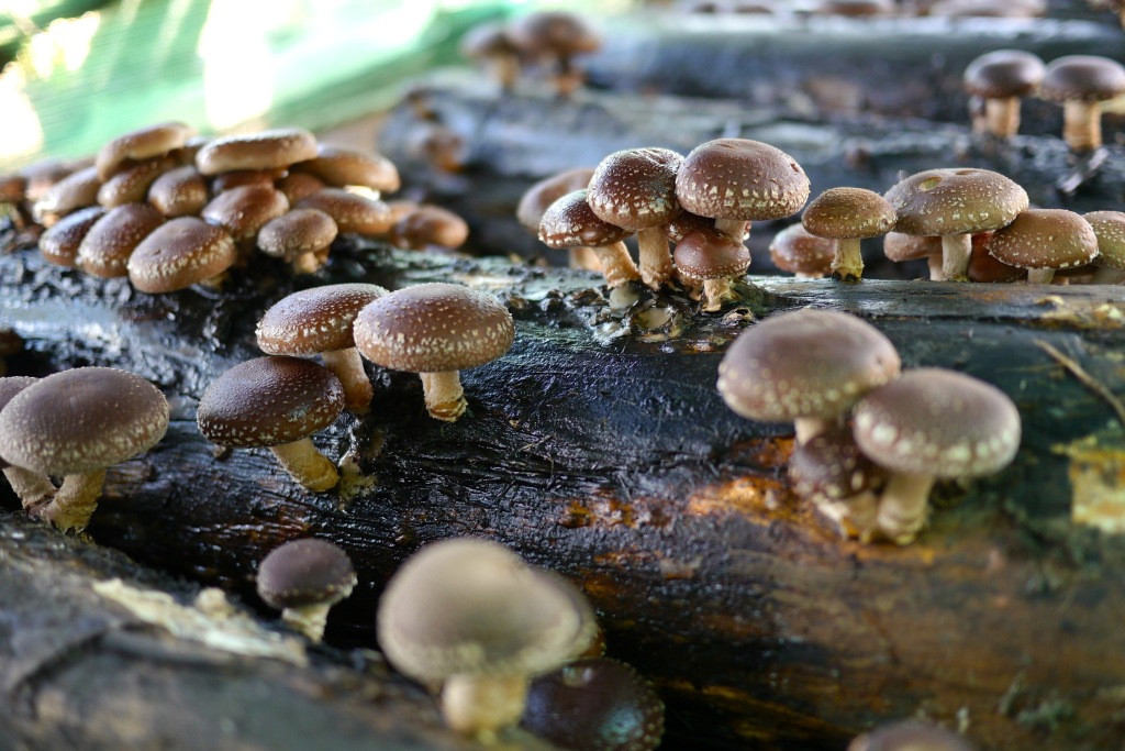 Shiitake Mushrooms Log
 Making a shiitake mushroom log Milkwood permaculture