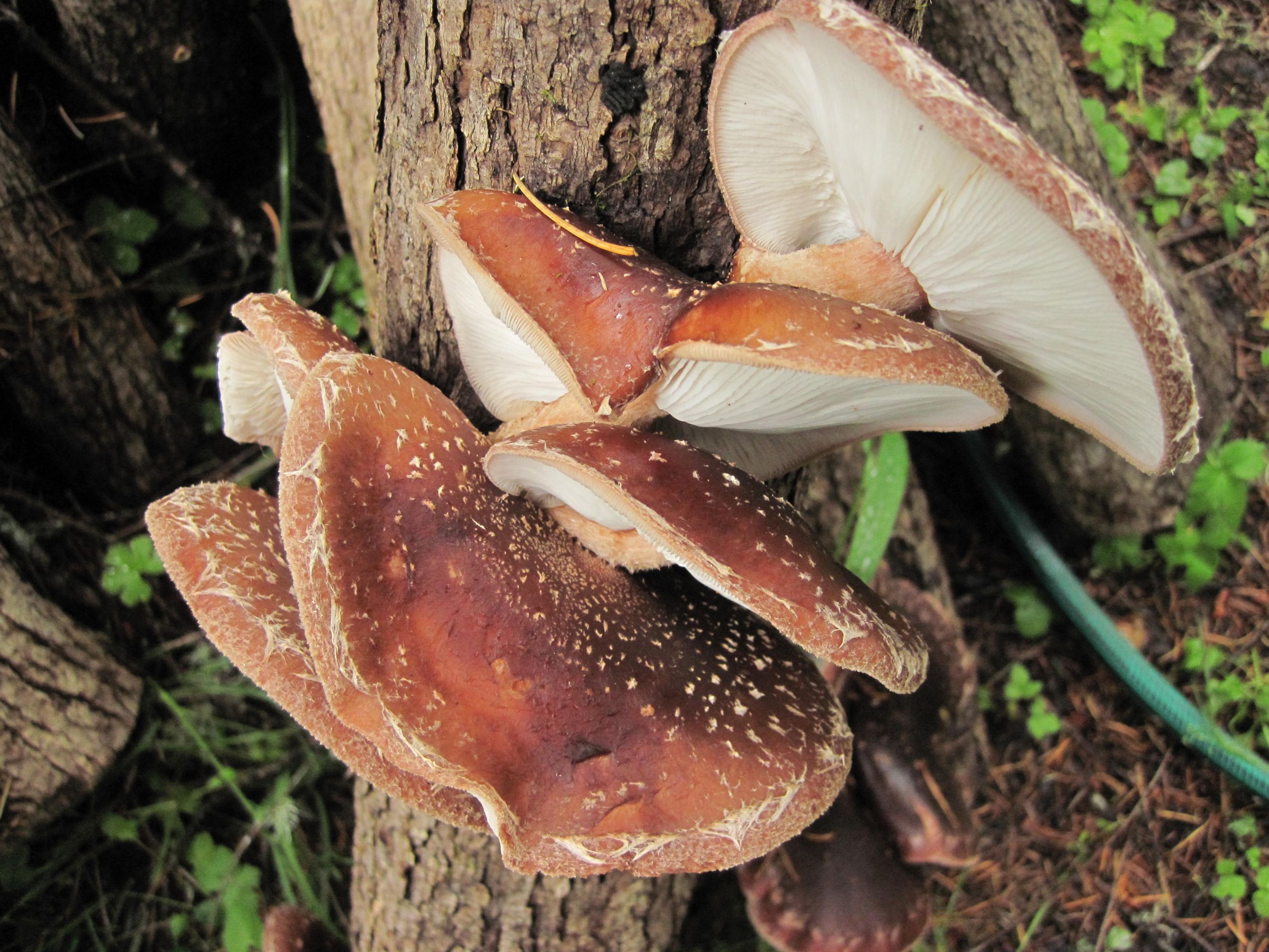 Shiitake Mushrooms Log
 Member Spotlight Shiitake Mushroom Logs Northwest