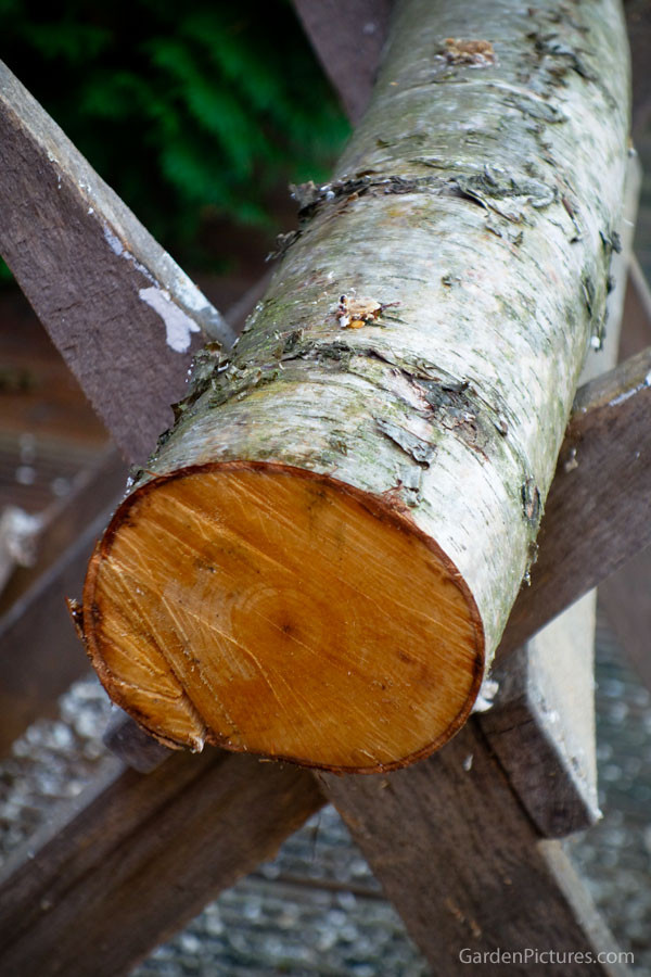 Shiitake Mushrooms Log
 Growing Shiitake Mushrooms Logs – Garden