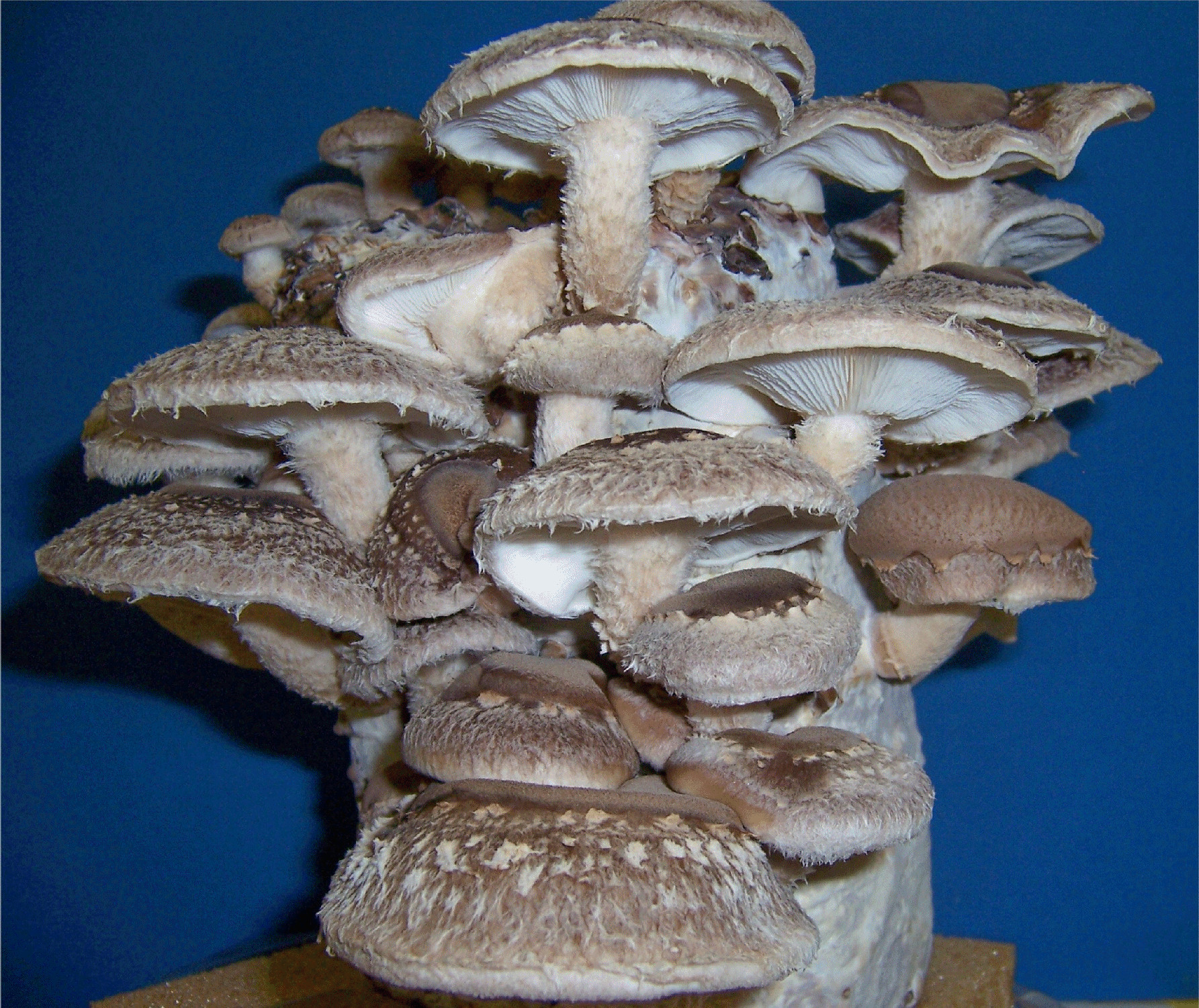 Shiitake Mushrooms Log
 Organic Gourmet Mushroom Kits & ProductsGrow Morel