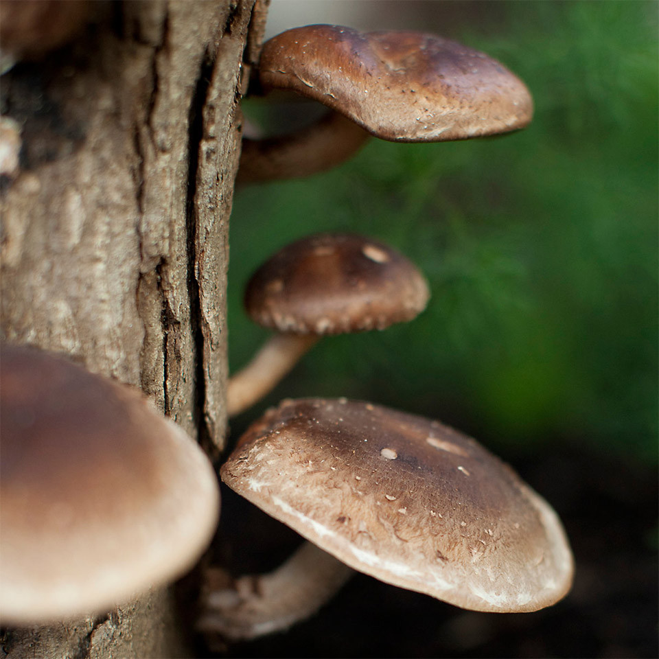 Shiitake Mushrooms Log
 Shiitake Mushroom Log The Awesomer