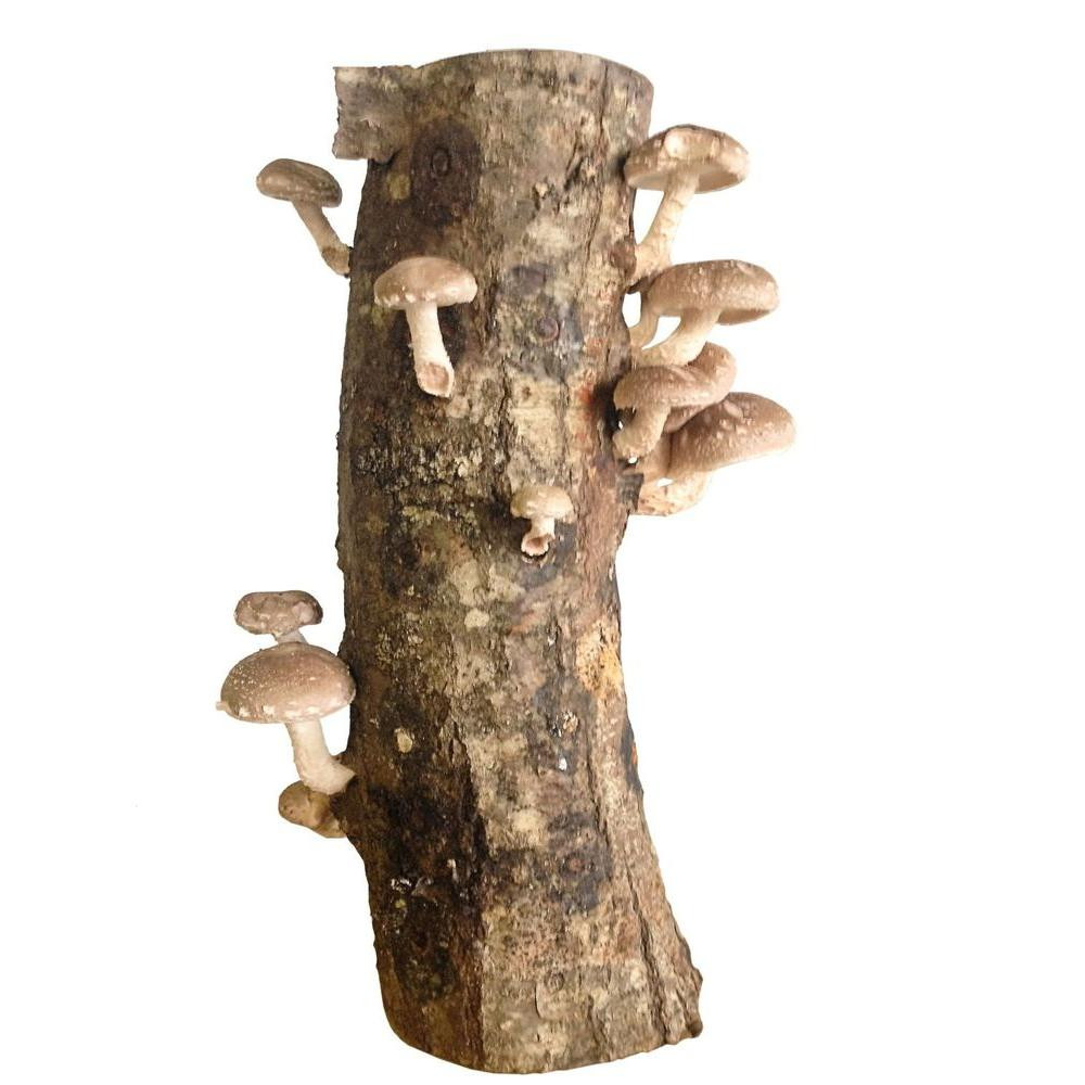 Shiitake Mushrooms Log
 12 in Shiitake Mushroom Log 12Shiitake The Home Depot