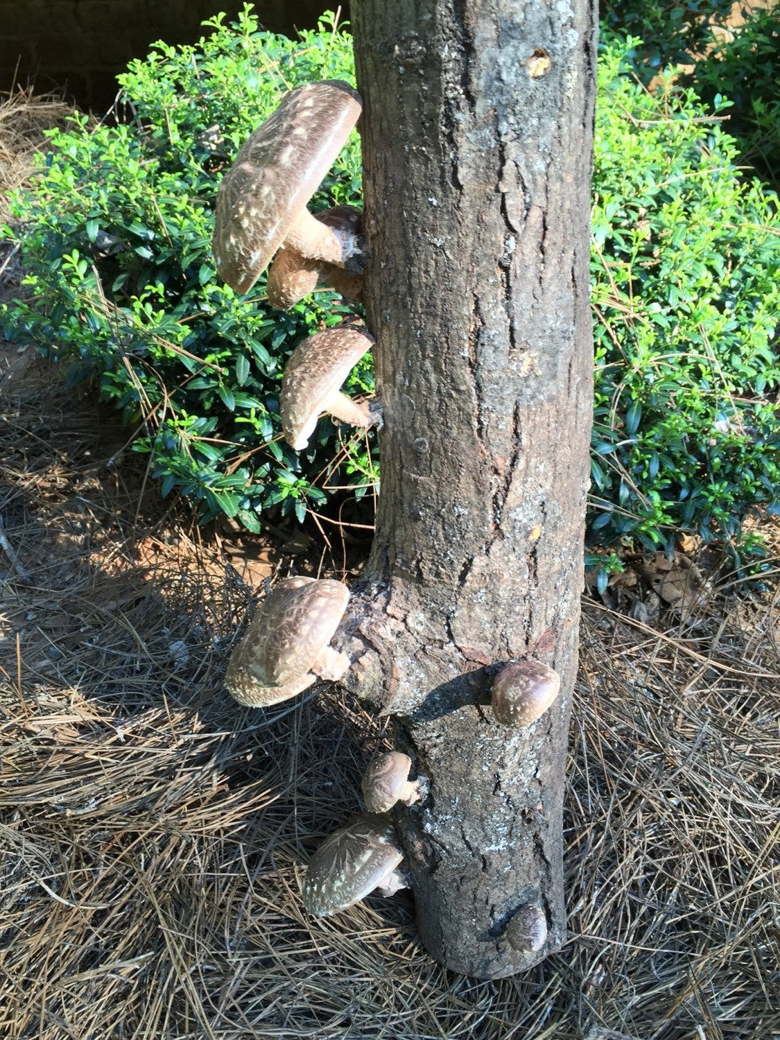 Shiitake Mushrooms Log
 25 FATBOY Shiitake Mushroom Log Grow your own Shiitake