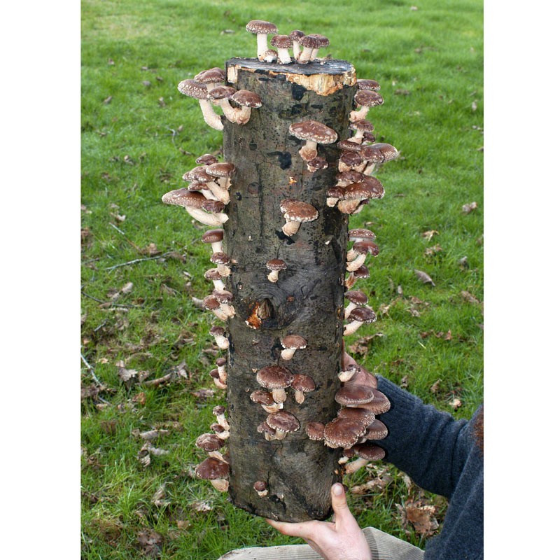 Shiitake Mushrooms Log
 Agroforesty Practice of Growing Shiitake Mushrooms on Logs