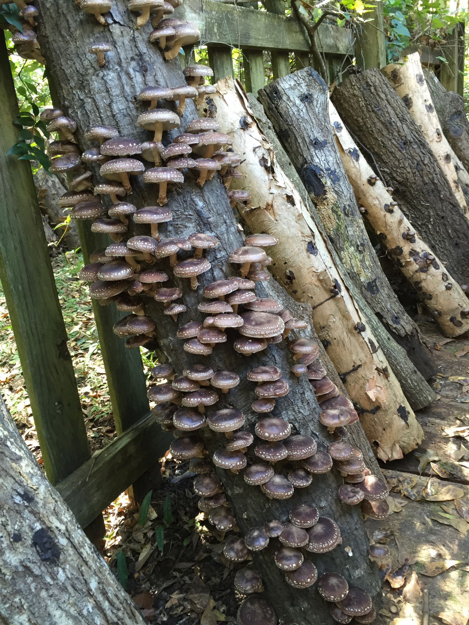 Shiitake Mushrooms Log
 Grow Shiitake Mushrooms in Your Backyard