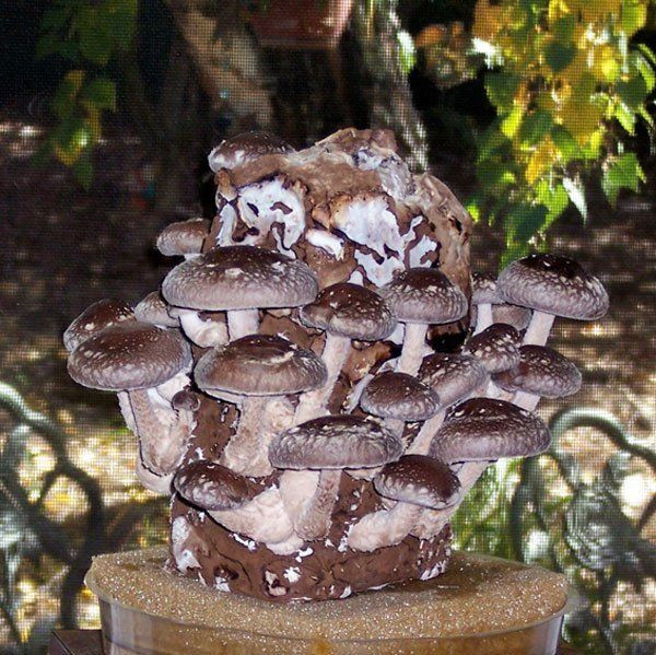 Shiitake Mushrooms Log
 Shiitake Mushroom Growing Kit – Gourmet Mushroom Growing