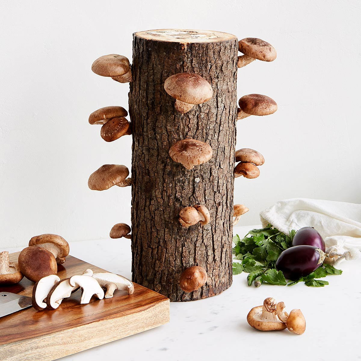 Shiitake Mushrooms Log
 Shiitake Mushroom Log Kit