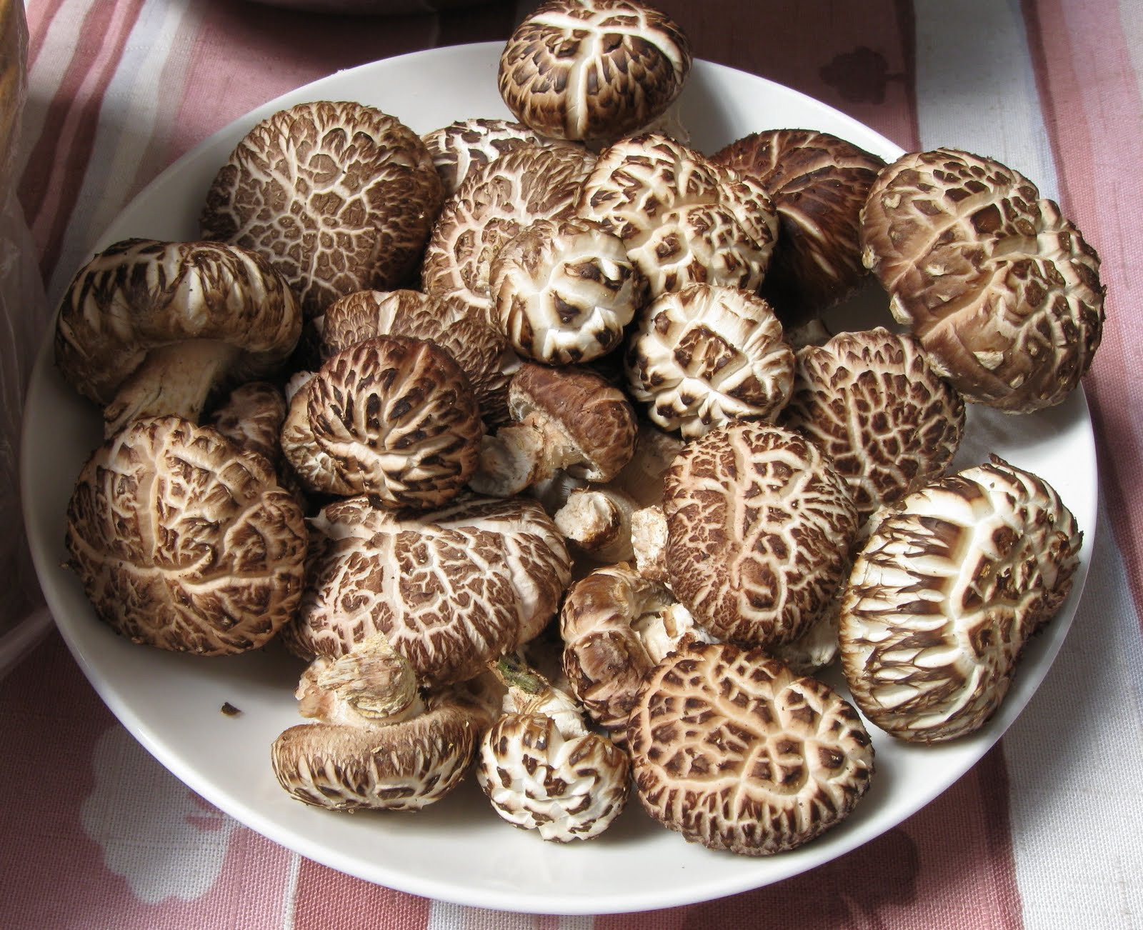 Shiitake Mushrooms Log
 FOLKWAYS NOTEBOOK SHIITAKE MUSHROOM LOG GARDEN BEREA