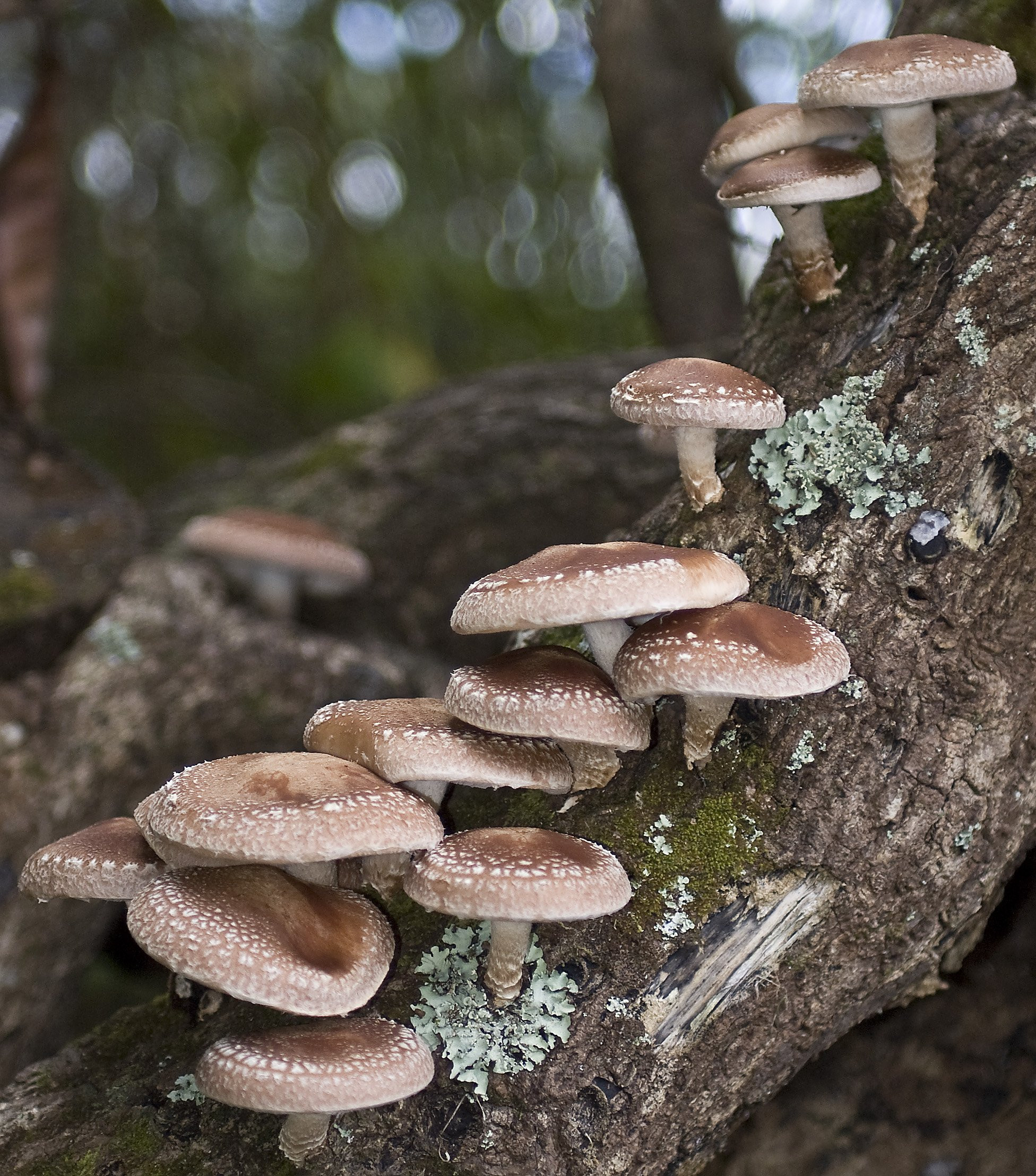 Shiitake Mushrooms Log
 Forest Garden Plants Turning Logs into Mushrooms