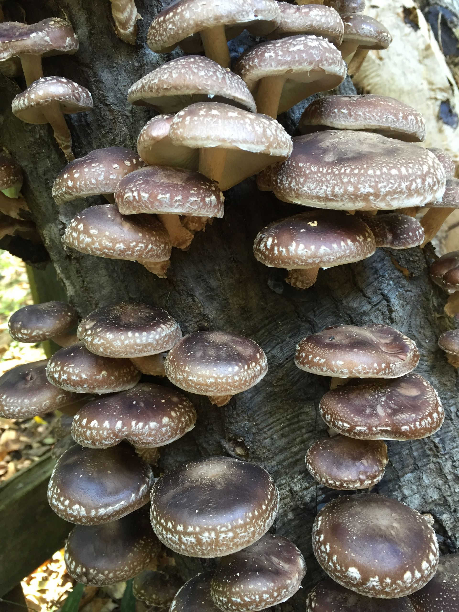 Shiitake Mushrooms Log
 Grow Shiitake Mushrooms in Your Backyard