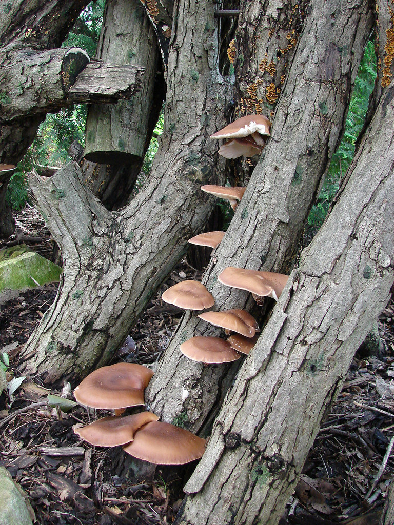 Shiitake Mushrooms Log
 Shiitake Mushroom Workshops 2 24 & 3 24