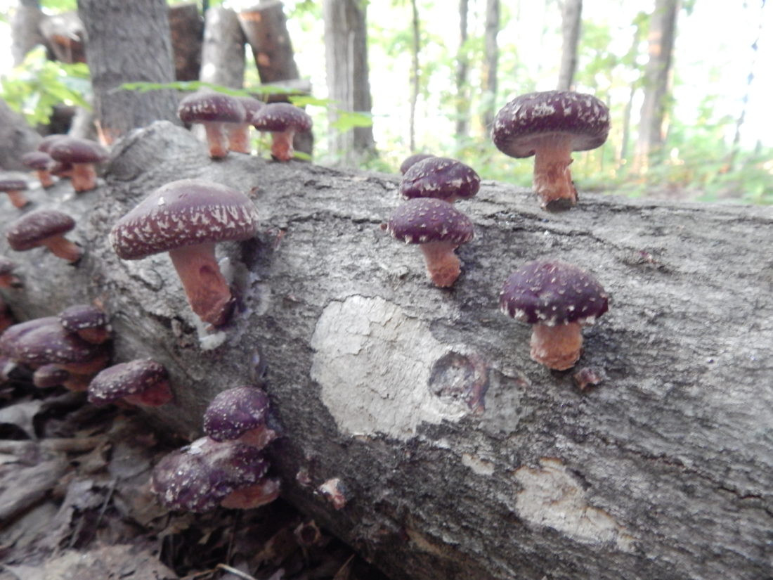 Shiitake Mushrooms Log
 Log grown shiitake — viability for small farms