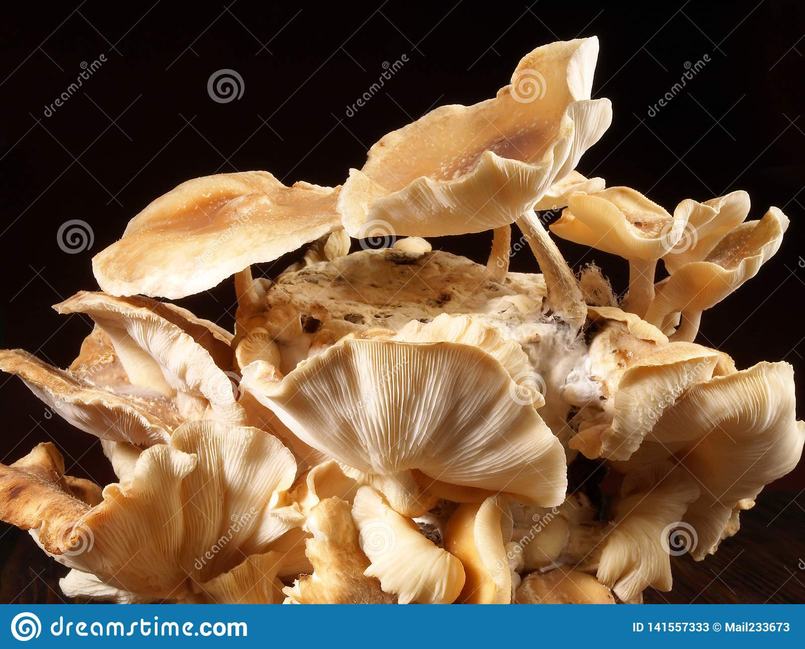 Shiitake Mushrooms Nutrition
 Shiitake Mushrooms Healthy Nutrition Stock Image Image