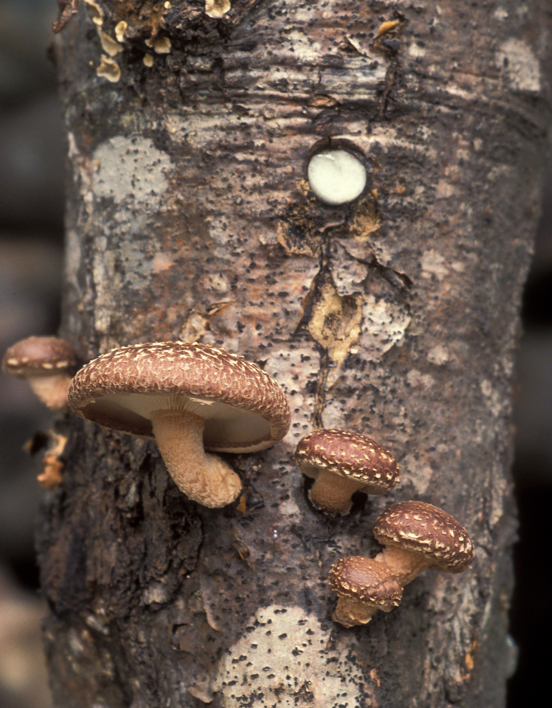 Shiitake Mushrooms Nutrition
 Shiitake mushroom Fact Health Benefits & Nutritional Value