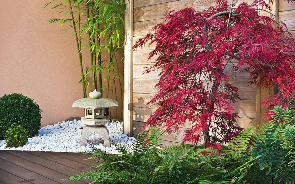 Small Backyard Trees
 15 best trees for small gardens Beautiful small trees