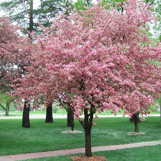 Small Backyard Trees
 Selecting Trees for Your Yard