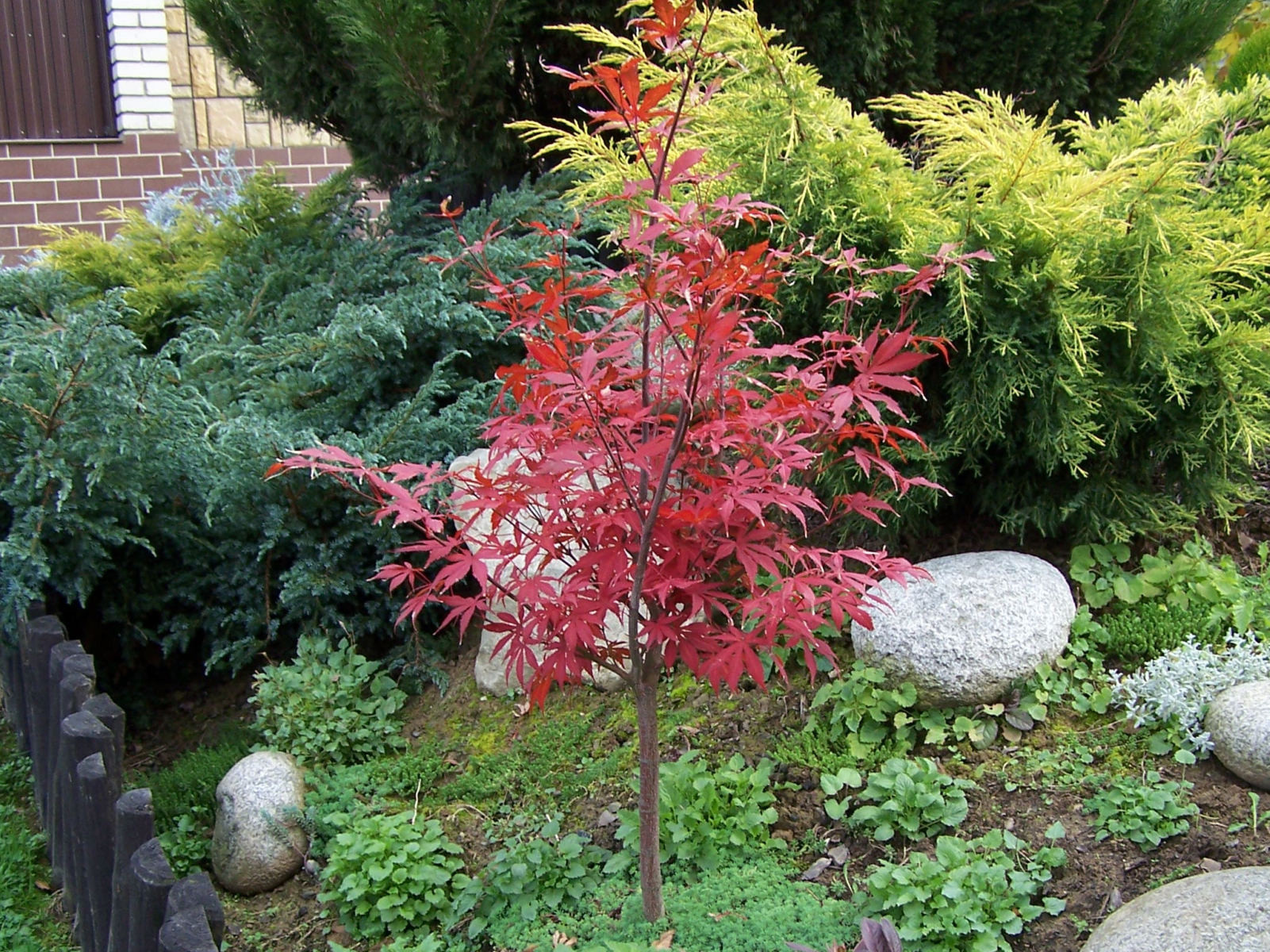 Small Backyard Trees
 Best Trees To Plant For Small Yards Best Trees To Plant