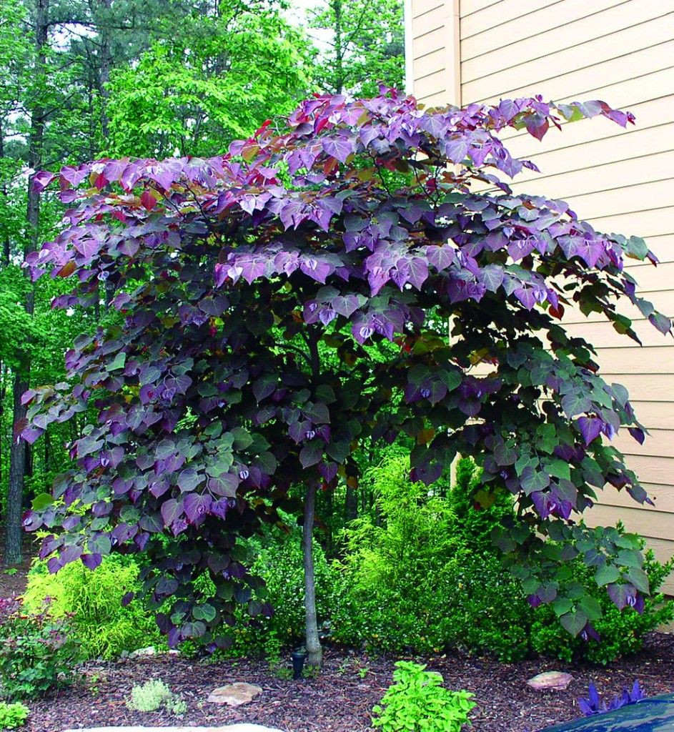 Small Backyard Trees
 The 25 best Small trees for garden ideas on Pinterest