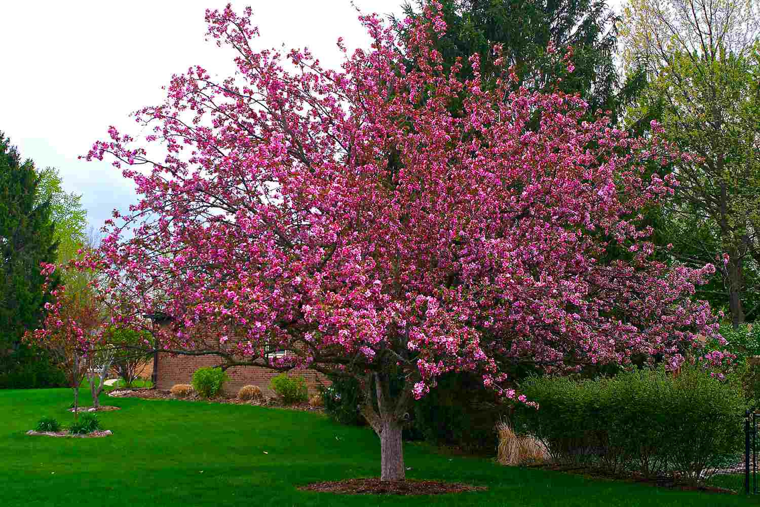 Small Backyard Trees
 The Top 10 Trees for a Small Yard