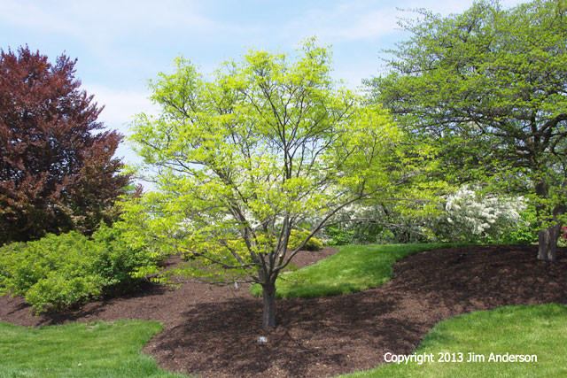 Small Backyard Trees
 Smaller Shade Trees to Consider for Your Garden